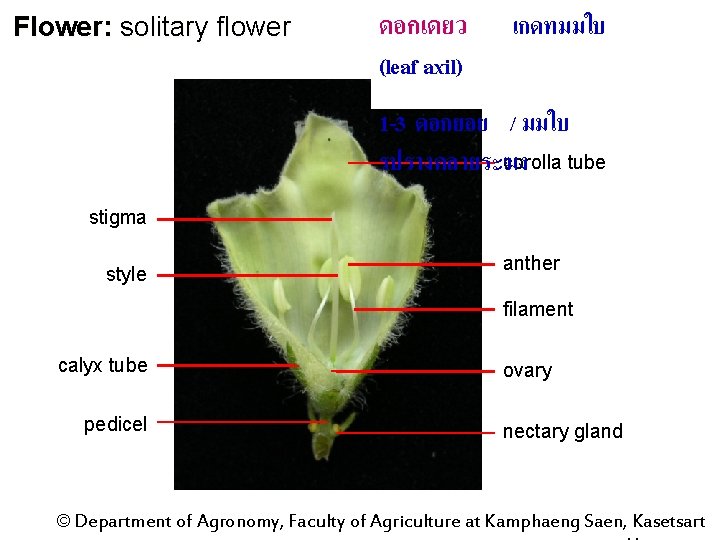 Flower: solitary flower ดอกเดยว (leaf axil) เกดทมมใบ 1 -3 ดอกยอย / มมใบ corolla tube