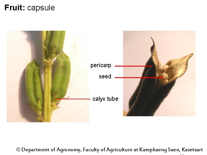 Fruit: capsule pericarp seed calyx tube © Department of Agronomy, Faculty of Agriculture at