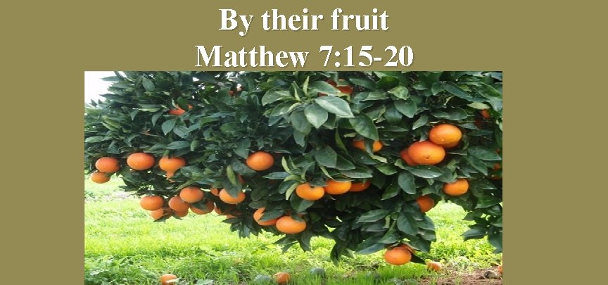 By their fruit Matthew 7: 15 -20 