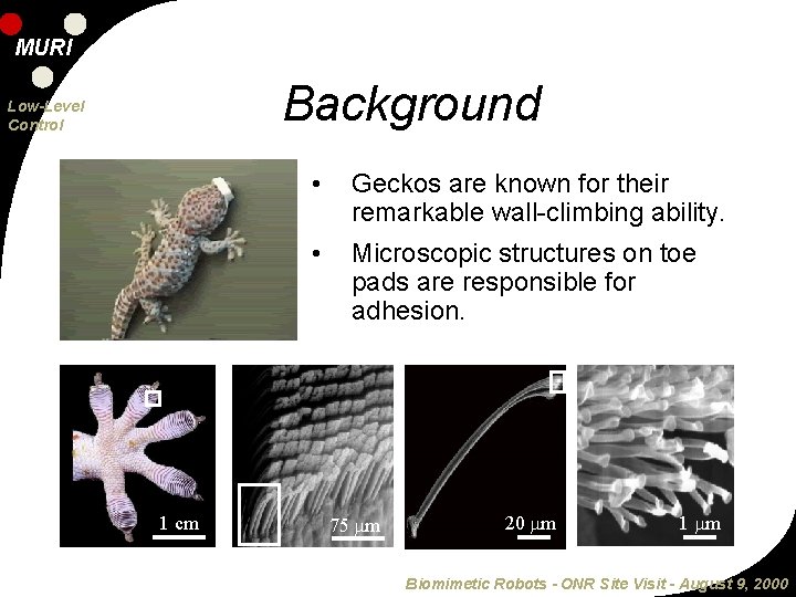 MURI Background Low-Level Control 1 cm • Geckos are known for their remarkable wall-climbing