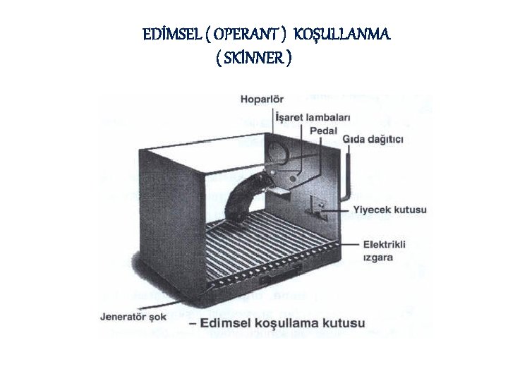 EDİMSEL ( OPERANT ) KOŞULLANMA ( SKİNNER ) 