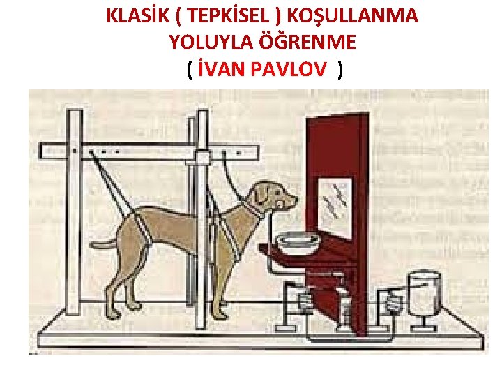 KLASİK ( TEPKİSEL ) KOŞULLANMA YOLUYLA ÖĞRENME ( İVAN PAVLOV ) 