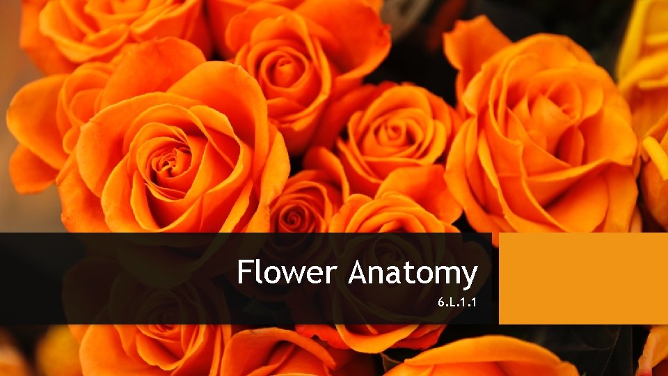 Flower Anatomy 6. L. 1. 1 