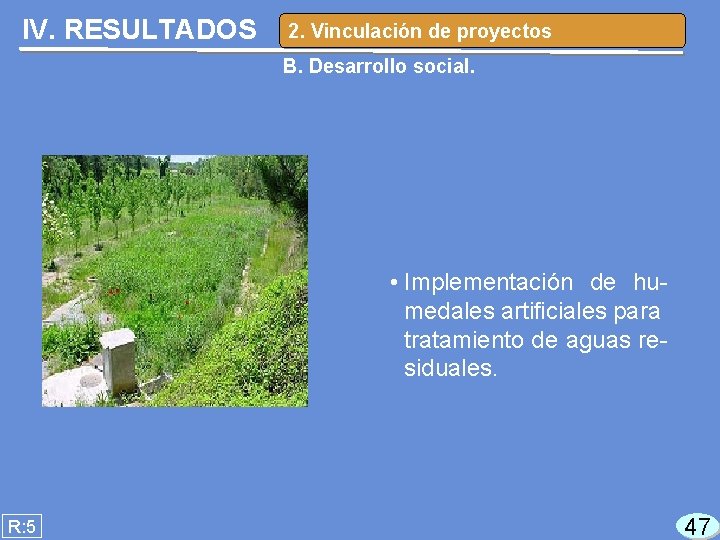 IV. RESULTADOS 2. Vinculación de proyectos B. Desarrollo social. • Implementación de humedales artificiales