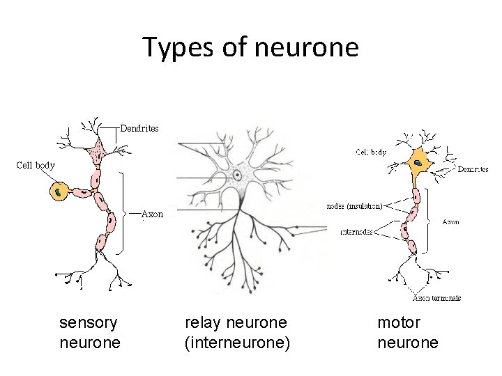 Types of neurone sensory neurone relay neurone (interneurone) motor neurone 