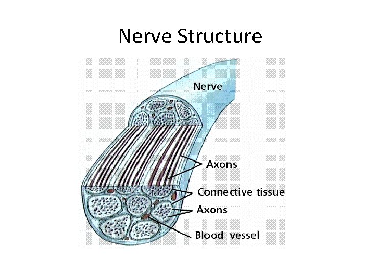 Nerve Structure 