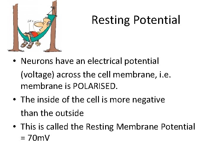 Resting Potential • Neurons have an electrical potential (voltage) across the cell membrane, i.