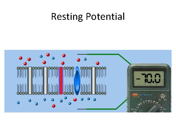 Resting Potential 