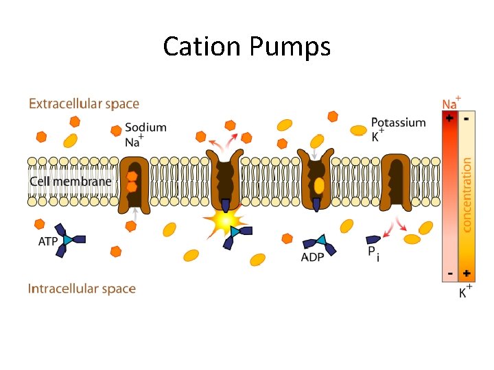 Cation Pumps 