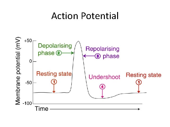 Action Potential 