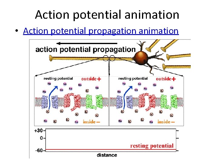 Action potential animation • Action potential propagation animation 