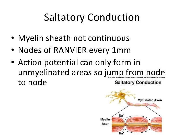 Saltatory Conduction • Myelin sheath not continuous • Nodes of RANVIER every 1 mm