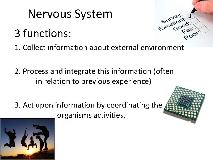 Nervous System 3 functions: 1. Collect information about external environment 2. Process and integrate