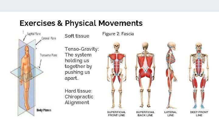 Exercises & Physical Movements Soft tissue Tenso-Gravity: The system holding us together by pushing