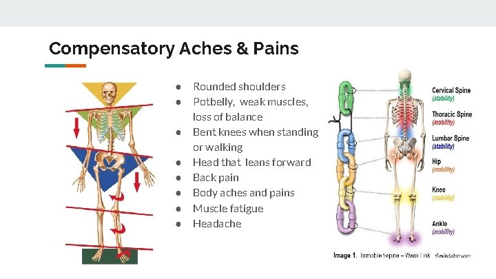 Compensatory Aches & Pains ● ● ● ● Rounded shoulders Potbelly, weak muscles, loss
