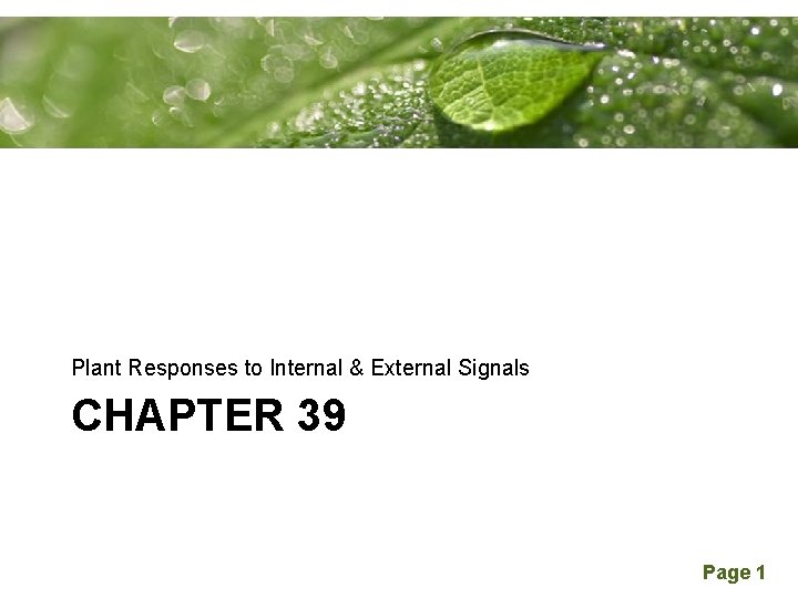 Powerpoint Templates Plant Responses to Internal & External Signals CHAPTER 39 Page 1 
