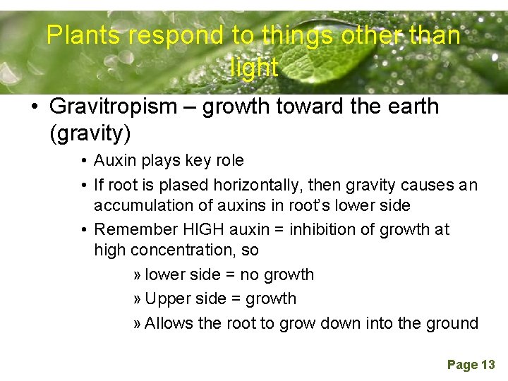 Plants respond to things other than Powerpoint Templates light • Gravitropism – growth toward