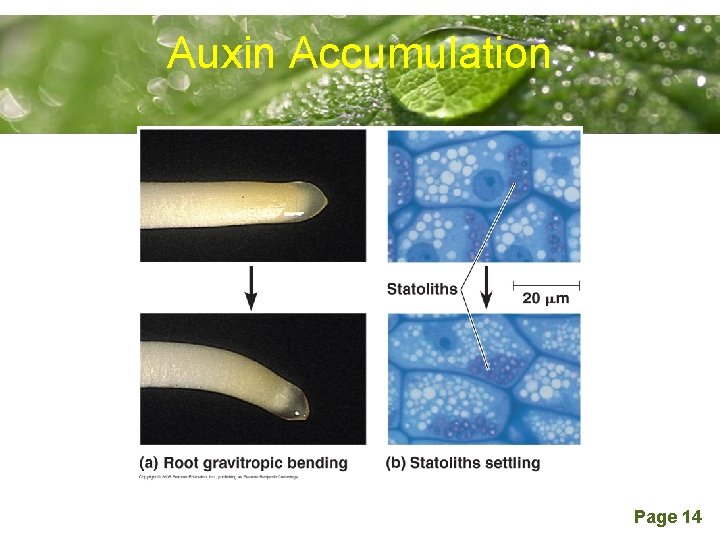 Auxin Accumulation Powerpoint Templates Page 14 