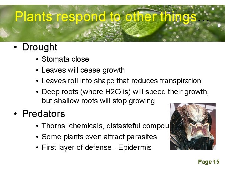 Plants respond to other things… Powerpoint Templates • Drought • • Stomata close Leaves