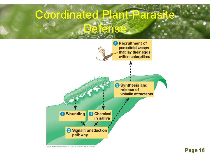 Coordinated Plant-Parasite Powerpoint Templates Defense Page 16 