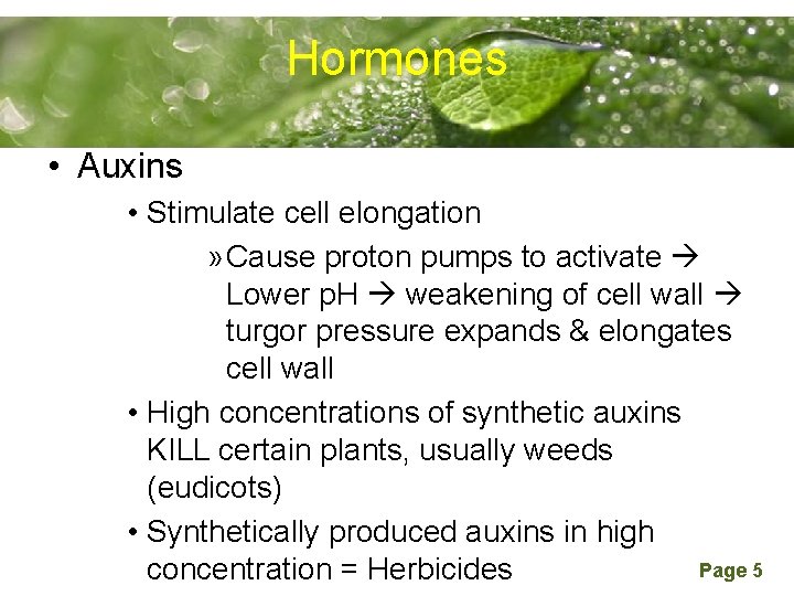 Hormones Powerpoint Templates • Auxins • Stimulate cell elongation » Cause proton pumps to