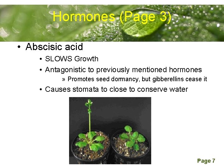 Hormones (Page 3) Powerpoint Templates • Abscisic acid • SLOWS Growth • Antagonistic to