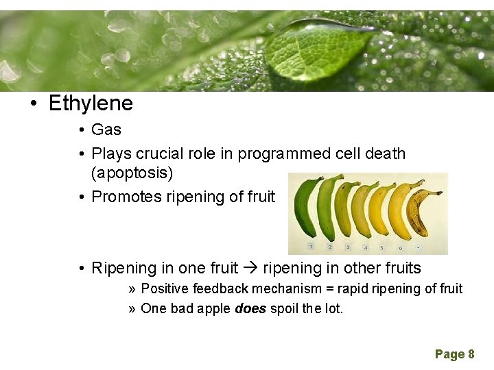 Powerpoint Templates • Ethylene • Gas • Plays crucial role in programmed cell death