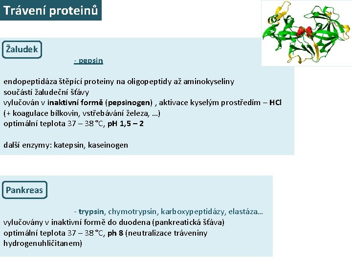 Trávení proteinů Žaludek - pepsin endopeptidáza štěpící proteiny na oligopeptidy až aminokyseliny součástí žaludeční