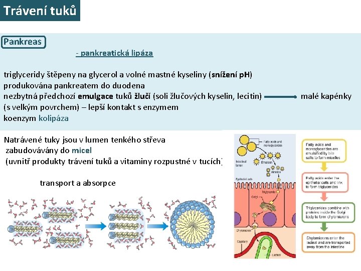 Trávení tuků Pankreas - pankreatická lipáza triglyceridy štěpeny na glycerol a volné mastné kyseliny