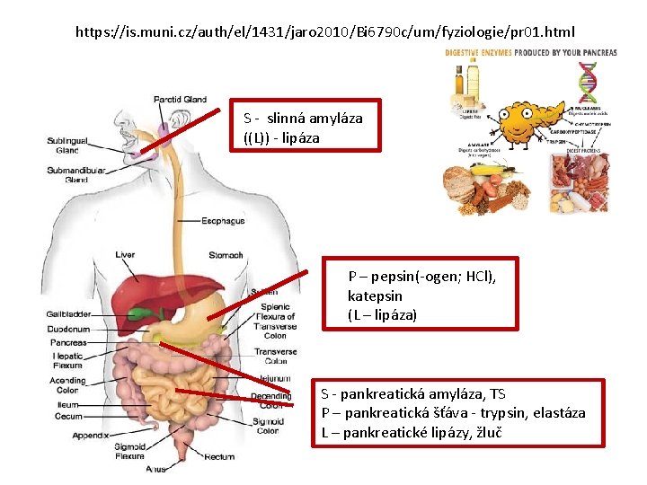 https: //is. muni. cz/auth/el/1431/jaro 2010/Bi 6790 c/um/fyziologie/pr 01. html S - slinná amyláza ((L))