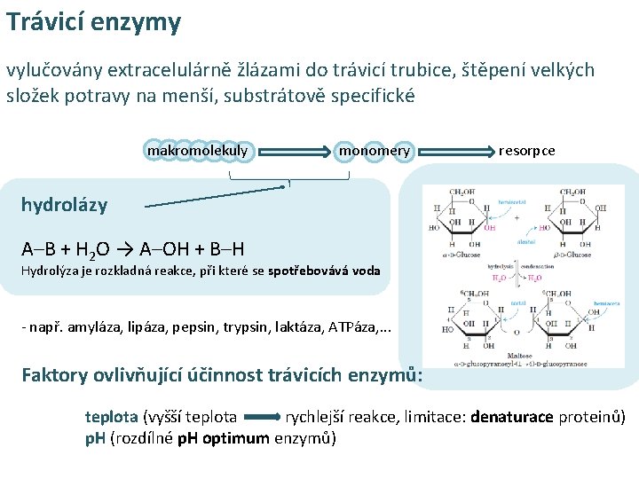 Trávicí enzymy vylučovány extracelulárně žlázami do trávicí trubice, štěpení velkých složek potravy na menší,