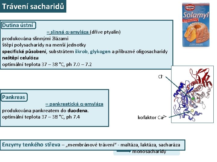 Trávení sacharidů Dutina ústní – slinná α-amyláza (dříve ptyalin) produkována slinnými žlázami štěpí polysacharidy