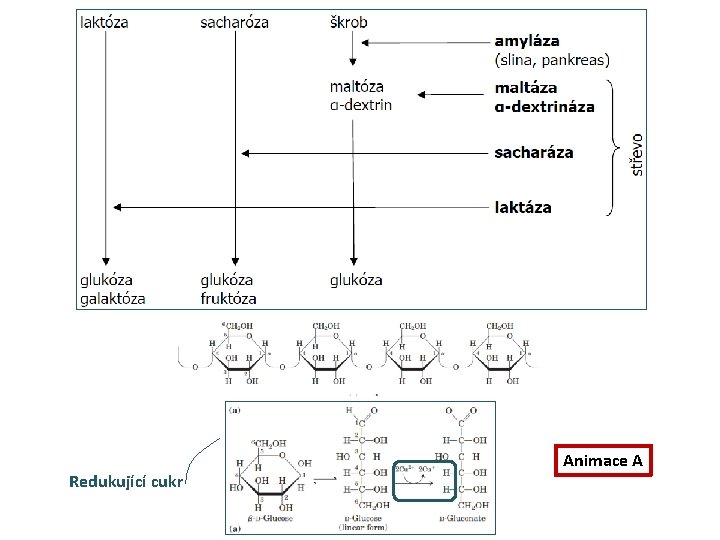 Redukující cukr Animace A 