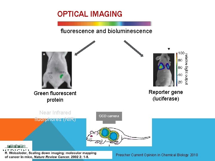 OPTICAL IMAGING fluorescence and bioluminescence Green fluorescent protein Reporter gene (luciferase) Near Infrared fluorphores