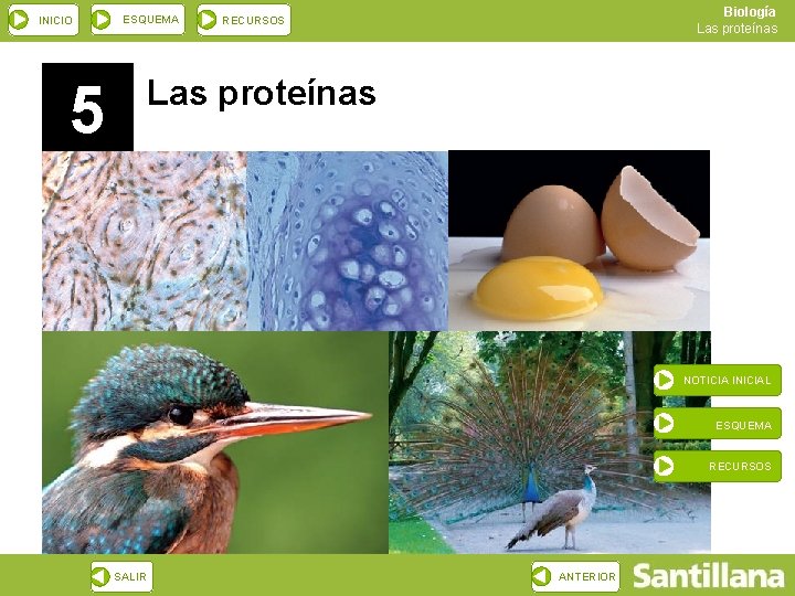 INICIO ESQUEMA 5 Biología Las proteínas RECURSOS Las proteínas NOTICIA INICIAL ESQUEMA RECURSOS SALIR