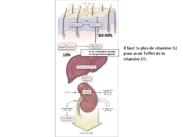 80 -90% 10% ‐ ‐ Vit. D 3, cholécalciférol (animale) Vit. D 2, ergocalciférol