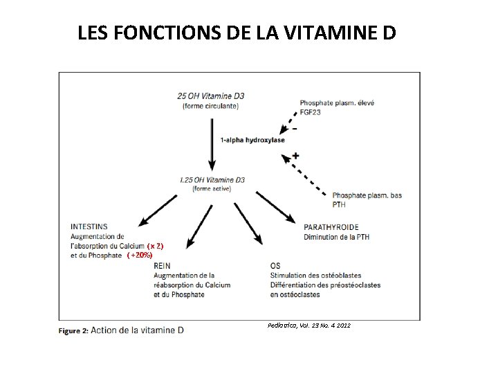 LES FONCTIONS DE LA VITAMINE D ( x 2) ( +20%) Pediatrica, Vol. 23