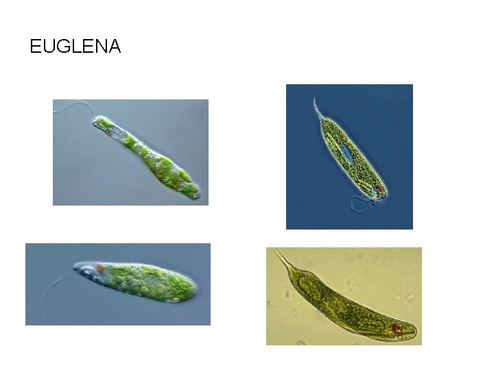 EUGLENA 