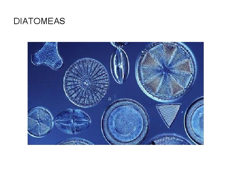 DIATOMEAS DIATOMEAS
