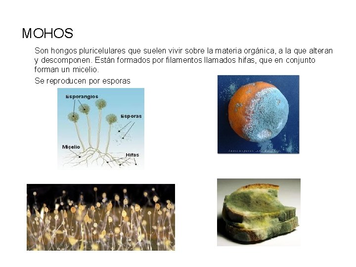 MOHOS Son hongos pluricelulares que suelen vivir sobre la materia orgánica, a la que