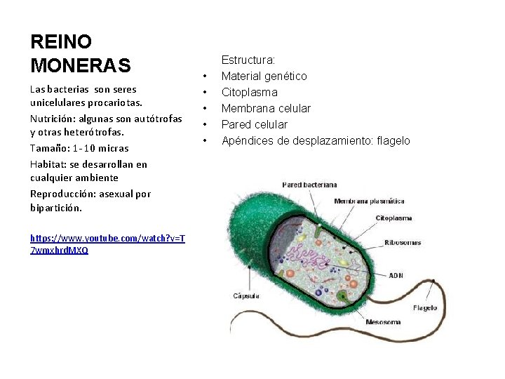REINO MONERAS Las bacterias son seres unicelulares procariotas. Nutrición: algunas son autótrofas y otras
