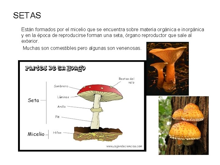 SETAS Están formados por el micelio que se encuentra sobre materia orgánica e inorgánica