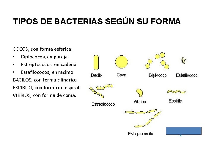 TIPOS DE BACTERIAS SEGÚN SU FORMA COCOS, con forma esférica: • Diplococos, en pareja TIPOS DE BACTERIAS SEGÚN SU FORMA COCOS, con forma esférica: • Diplococos, en pareja