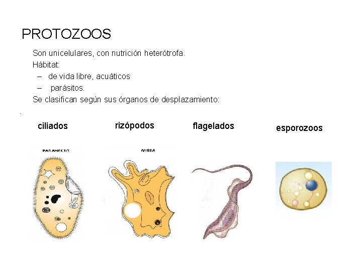 PROTOZOOS Son unicelulares, con nutrición heterótrofa. Hábitat: – de vida libre, acuáticos – parásitos.