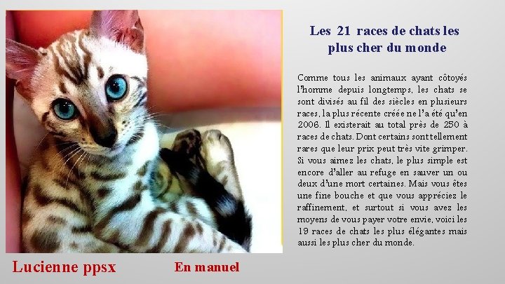 Les 21 races de chats les plus cher du monde Comme tous les animaux