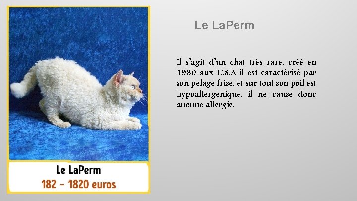 Le La. Perm Il s’agit d’un chat très rare, créé en 1980 aux U.