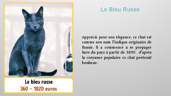 Le Bleu Russe Apprécié pour son élégance, ce chat est comme son nom l’indique