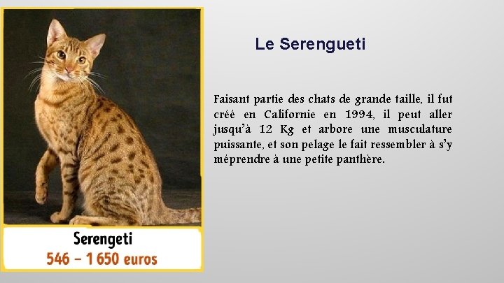Le Serengueti Faisant partie des chats de grande taille, il fut créé en Californie