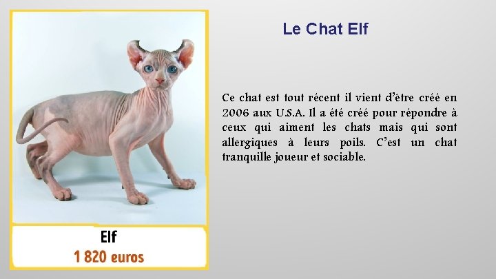 Le Chat Elf Ce chat est tout récent il vient d’être créé en 2006