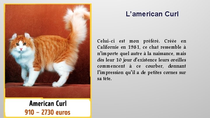 L’american Curl Celui-ci est mon préféré. Créée en Californie en 1981, ce chat ressemble